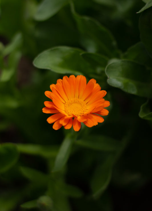 3 Anti-Aging Benefits of Calendula in Skincare